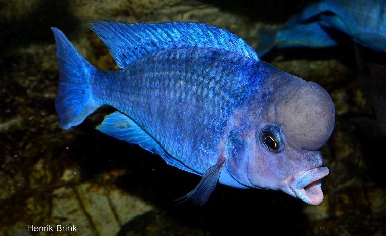 Cyrtocara moorii 'Chilumba'